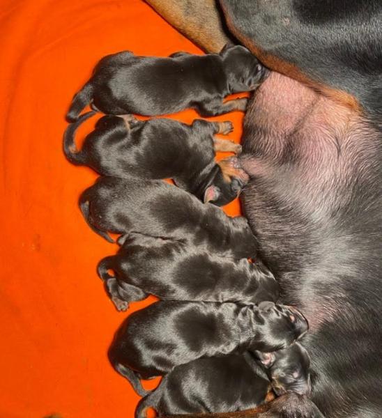 Доберман — фото 4